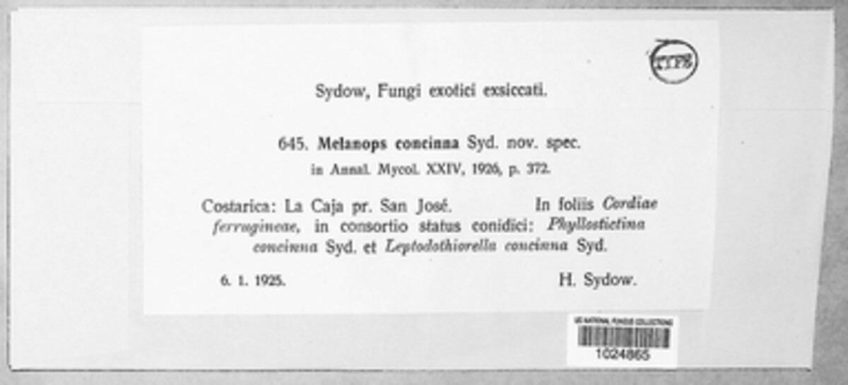 Guignardia concinna image
